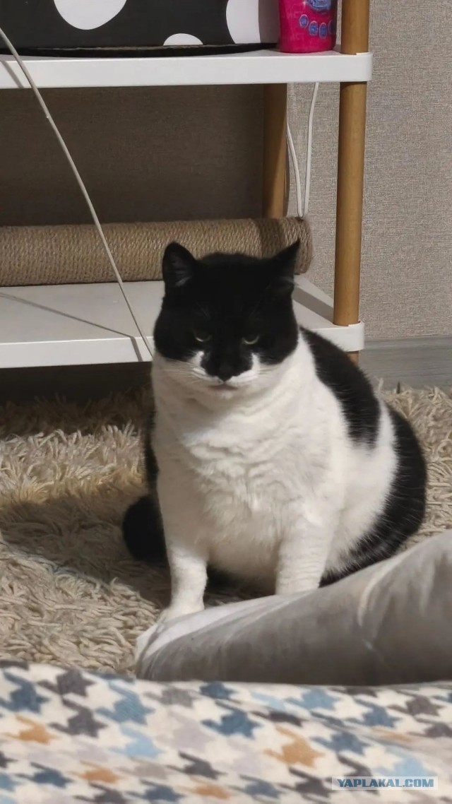 Продолжаем котовторник