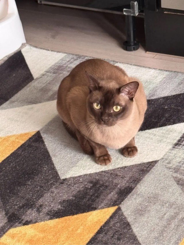 Котовторник мчится на всех парах