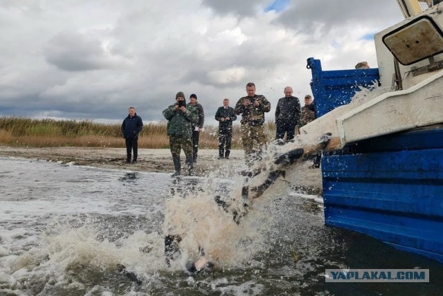 Пестовское водохранилище, Пушкинский округ . Московская область.