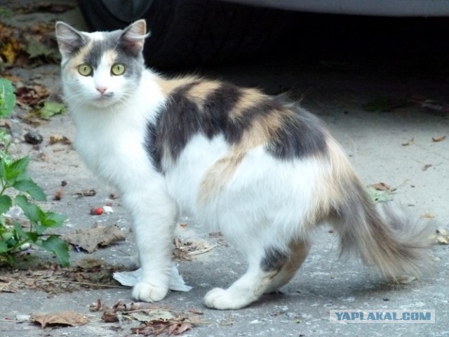 Котовторник 03.09.2013