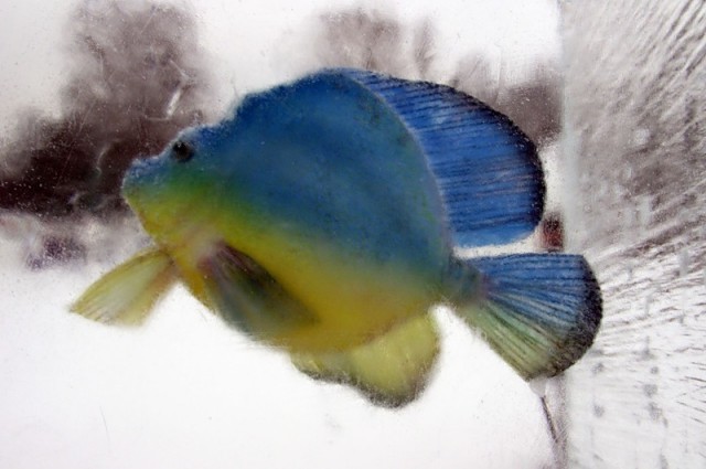 Московский "Снежный городок"