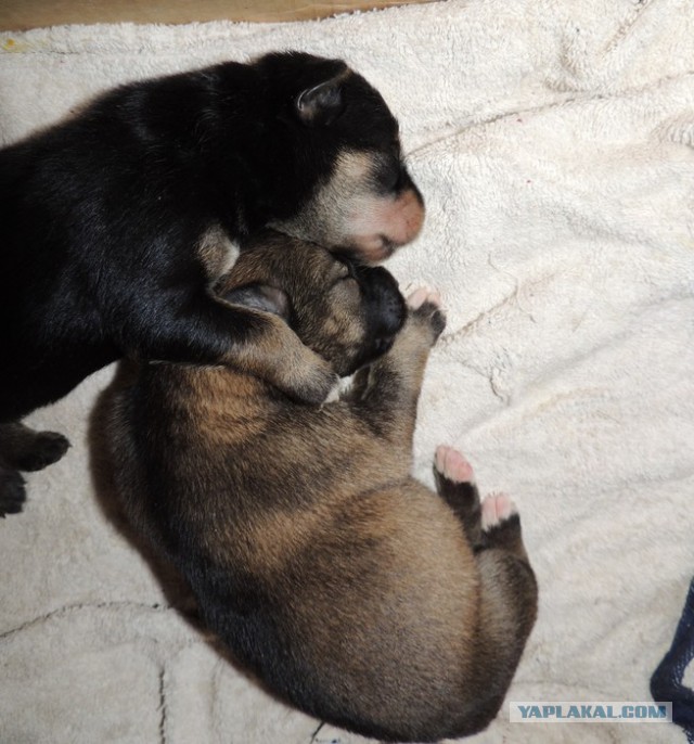 Спасенные собаки