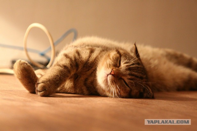 Котовторник 18.03.2014