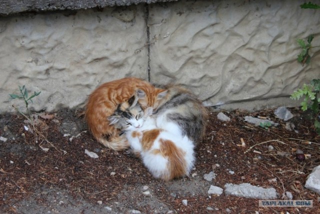 Котокворот!