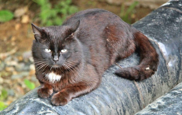 Котовторник 02.09.2014