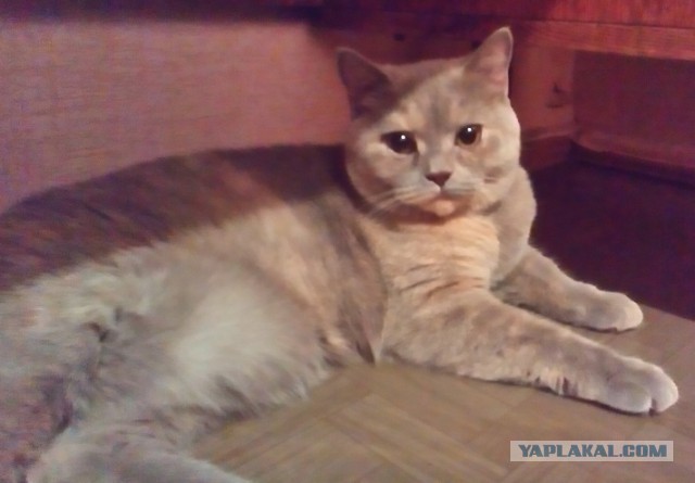 Котовторник 23.09.2014.