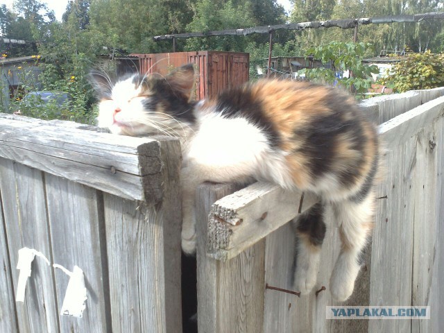 Котовторник 23.09.2014.