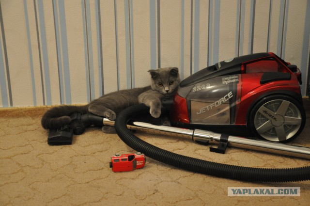 Котовторник