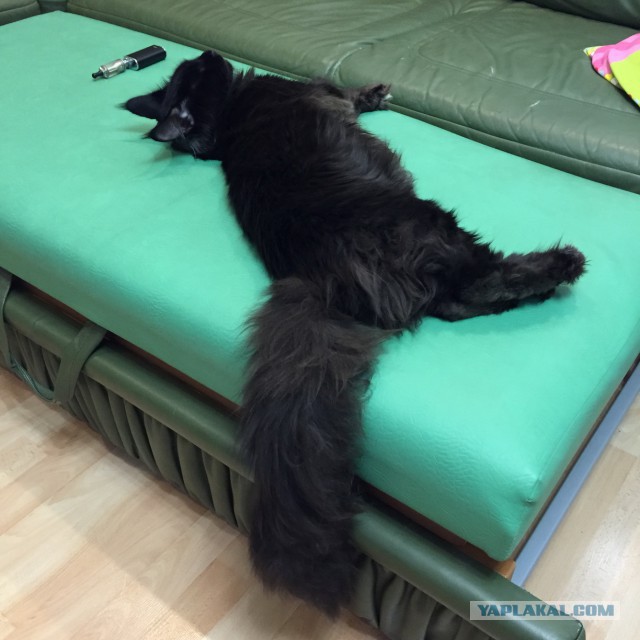 Котовторник