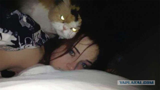 Котовторник