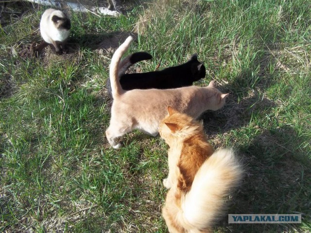 Жизнь домашнего приюта для котеек