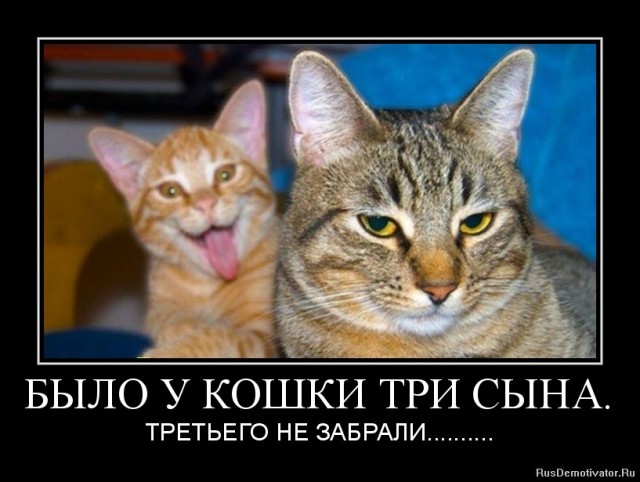 Котовторнику посвящается.