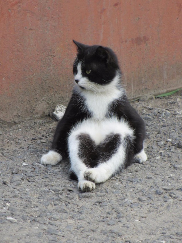 Котовторник 14.07.2015