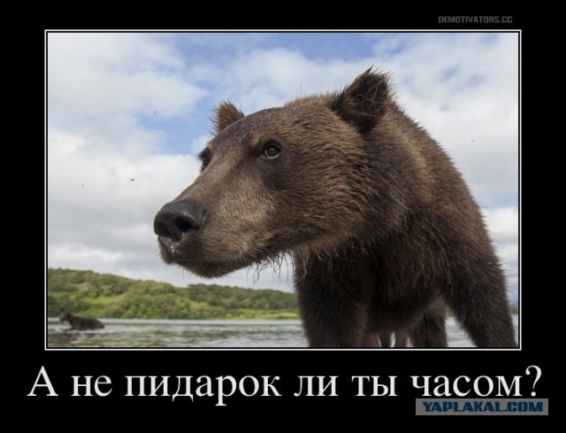 Камчатский дневник: жизнь в клетке
