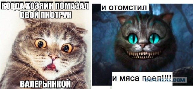 Картинки и демотиваторы