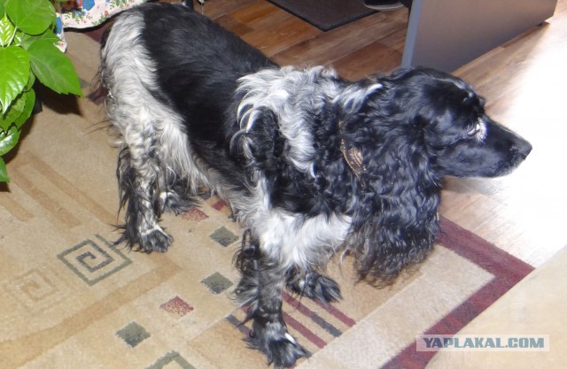 Собакочетверг же, ау!