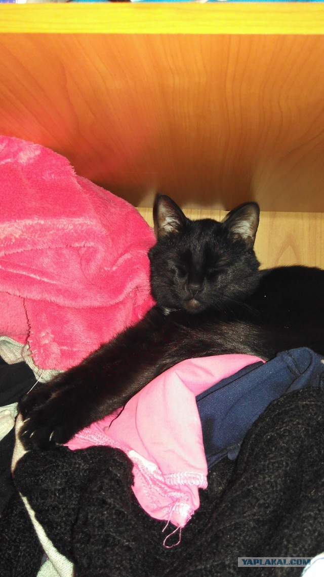 Котовторник 19.01.2016