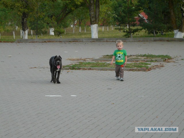 Наши породы собак в Европе