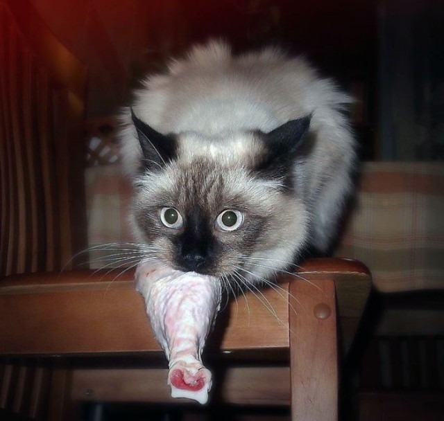 Коты, которые пытались что-то украсть