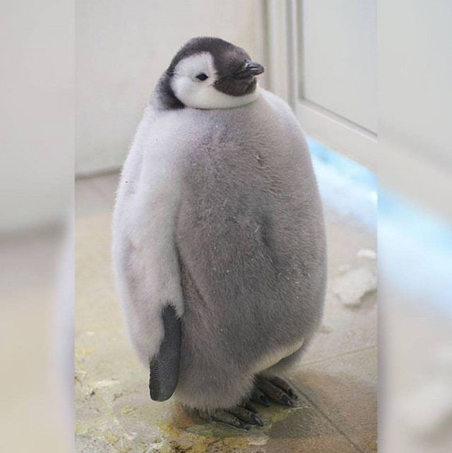Прикольные животные