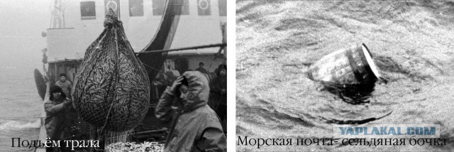 Интересные факты о селедке
