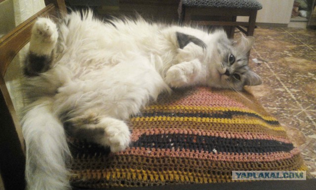 Котовтоник 29.11.2016.