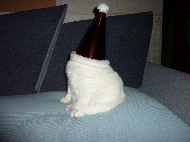 Коты из сети