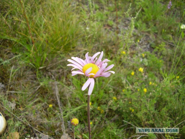 Мой родной сибирский поселок