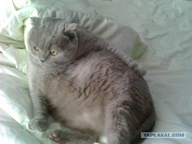 Котовторник 28.02.2017