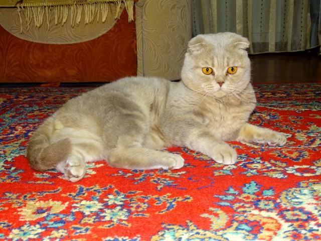 Завёл себе КОТэ с фарами