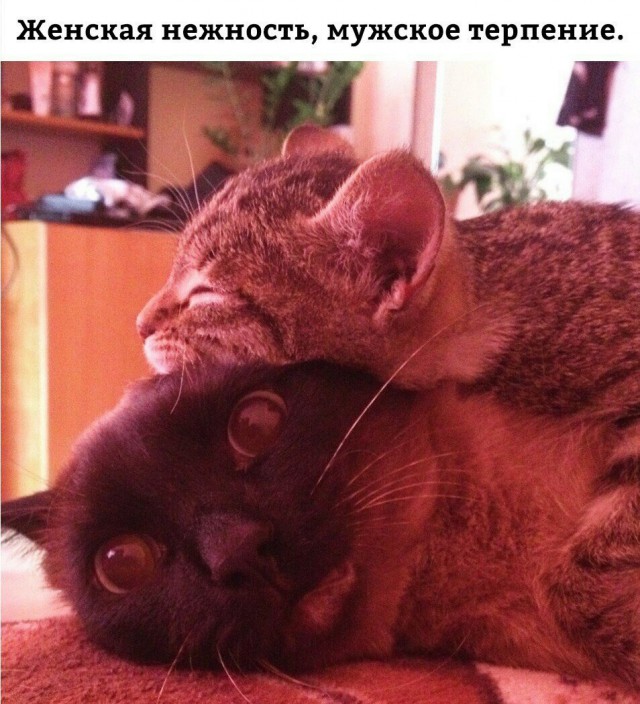 Коты и Кошки