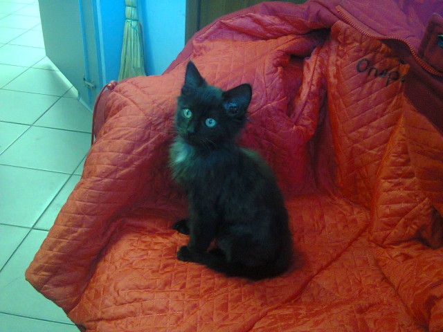 Коты и Кошки