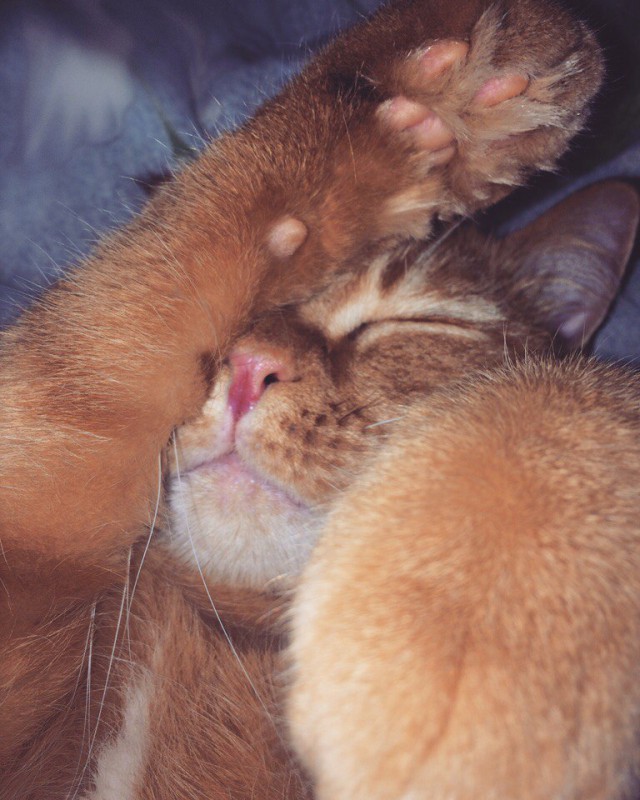 Коты и Кошки