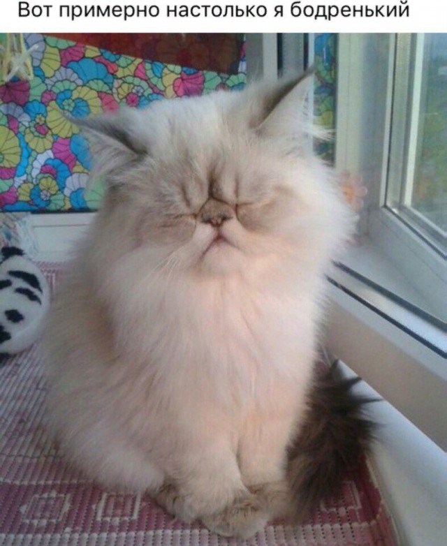 Коты и Кошки