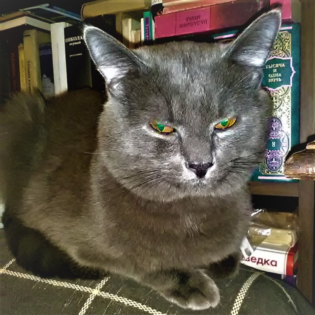Котовторник  14.11.2017