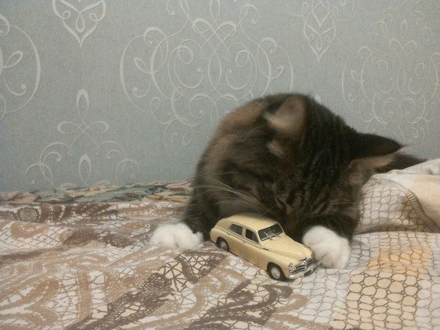 Котовторник!