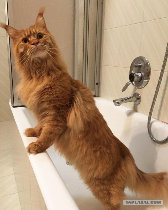 Котовторник 9.01.2018