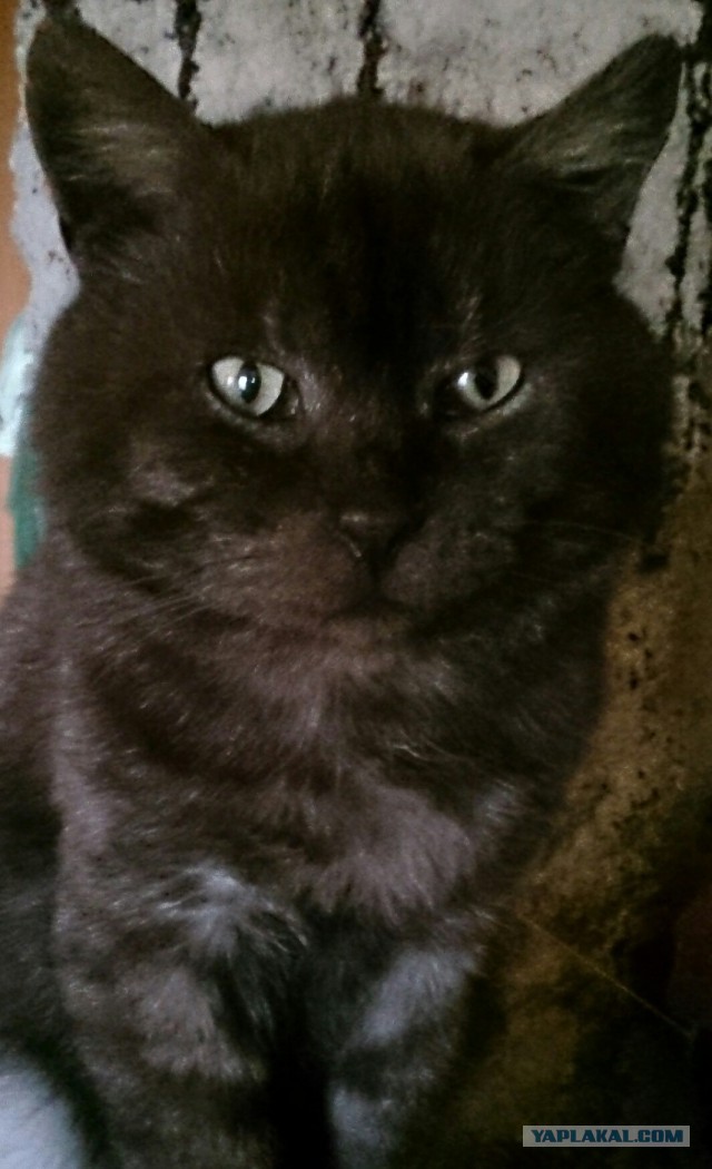 Котовторник 16.01.2018