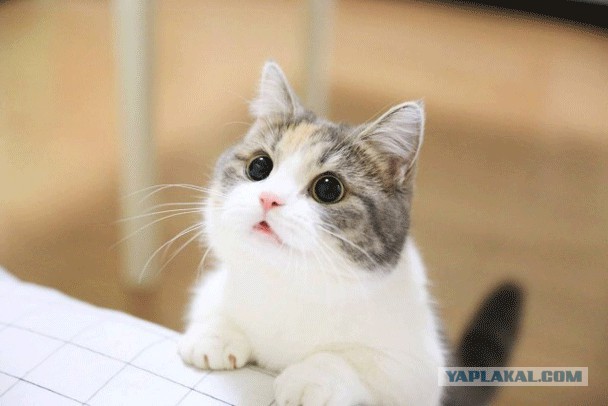 Прикольных котов пост