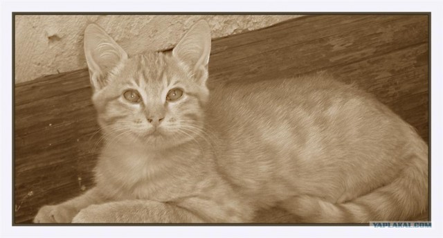 УРРААА ! Котовторник на ЯПлакалъ !