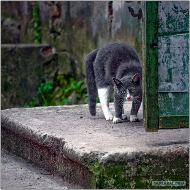 Уррааа! Котомет на ЯПлакалъ.