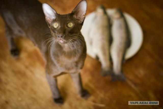 Котовторник (16.09.08)