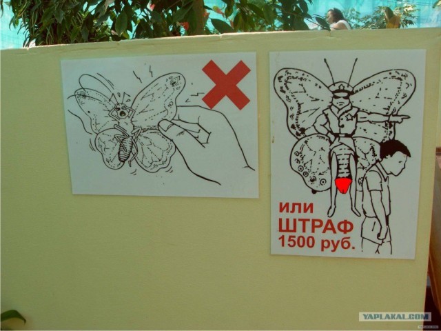 Выставка бабочек и насекомых на ВВЦ
