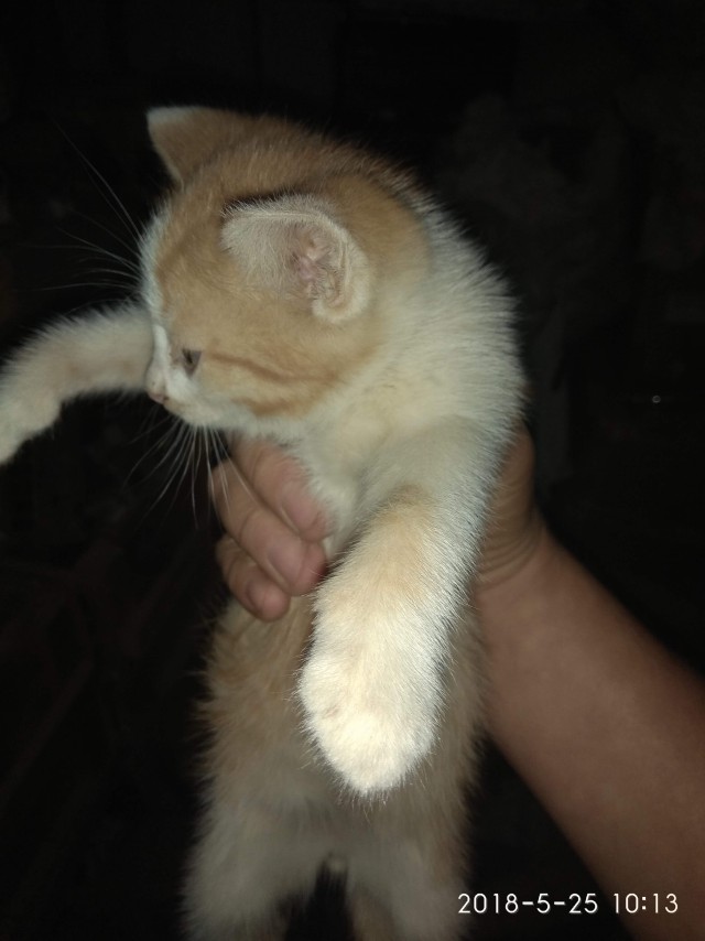 Котовторник 07.08.2018