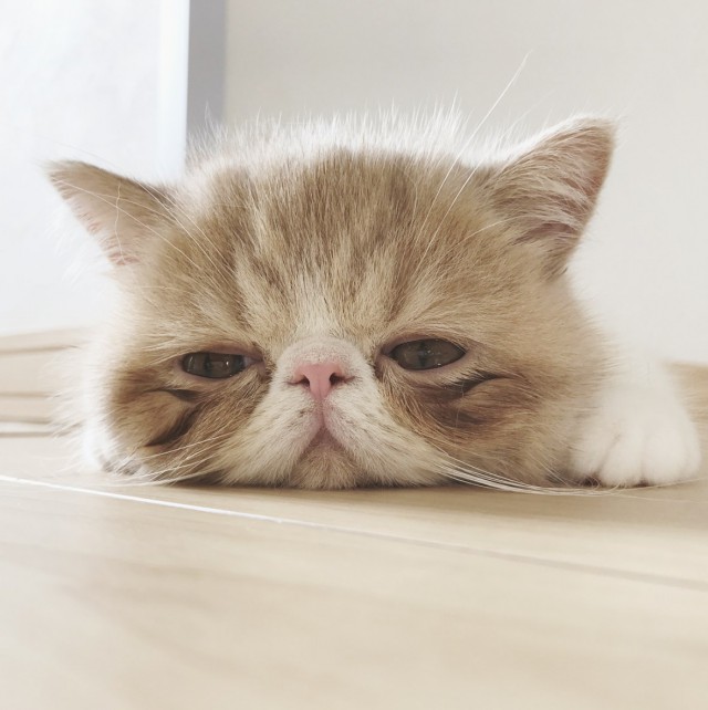 Прикольных котов пост