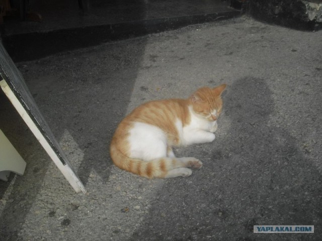 Котовторник начался