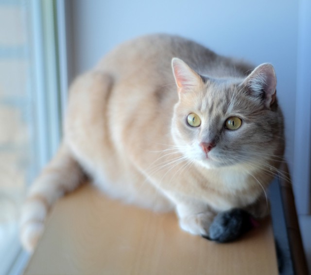 25 котов, с которыми лучше не шутить