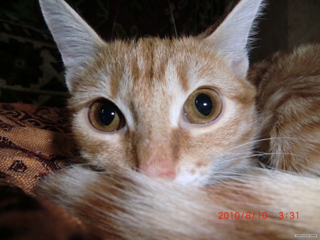 Начинаем котовторник!