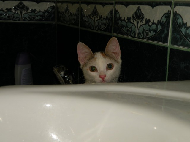 Котовторник в "КотоГетто"