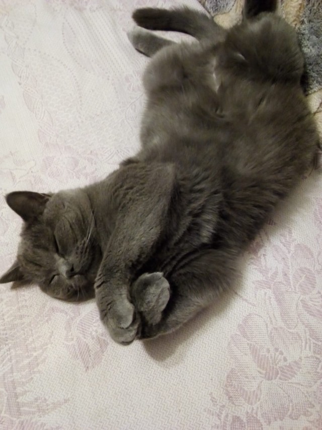 Котовторник 27.11.2018